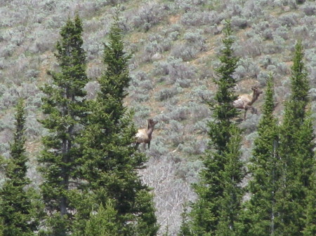 elk in the high country
