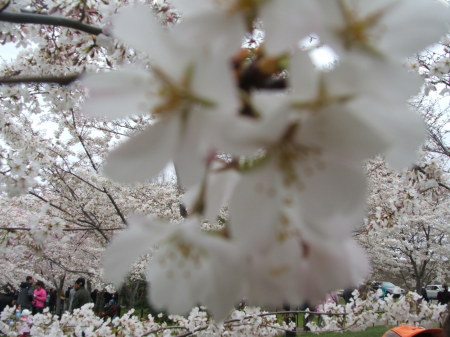 Cherry Blossom