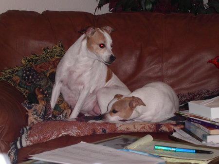 My Rat Terriers