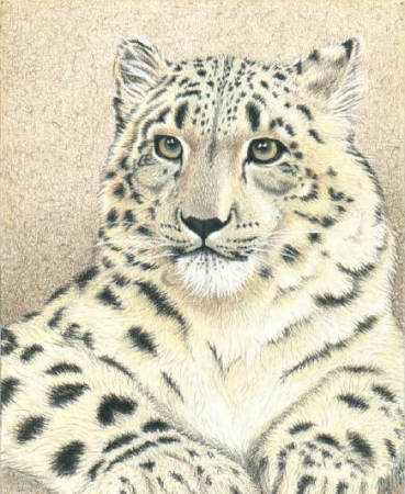 Snow Leopard in Colored Pencil