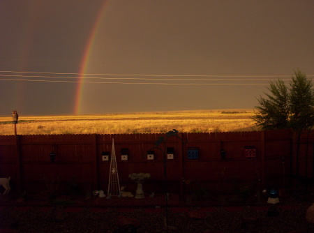 Looking out my back door