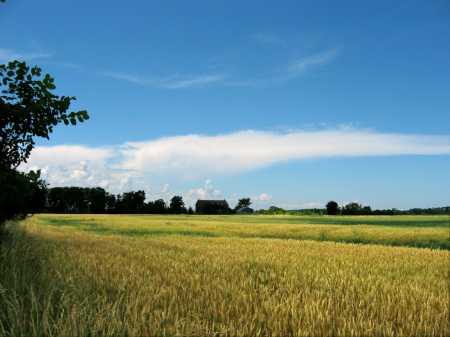 Ripening Oats