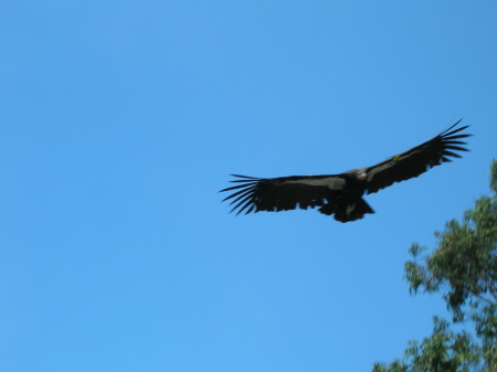 Big Sur Condor '08