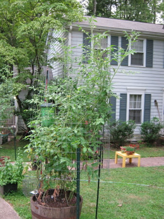 My tomato plants in May, 2010