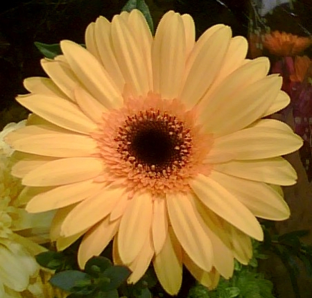 Gerbera Daisies