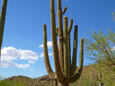 Starr Guckert's album, Arizona Desert, Summer 2010