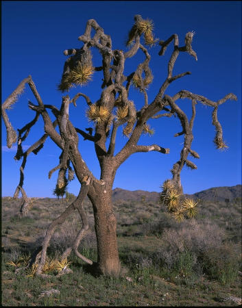 Joshua Tree