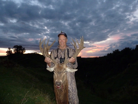 Red Stag at Sundown in New Zealand