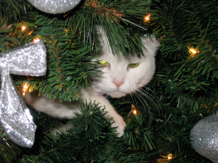 Callie in the Christmas Tree