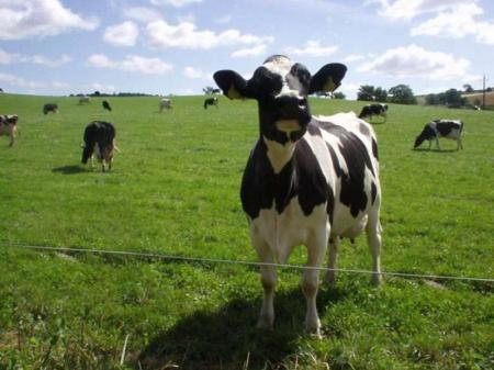 A fav of mine picture COWS