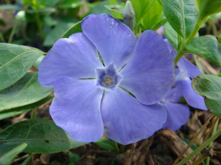 Blue flower, 05.07.08