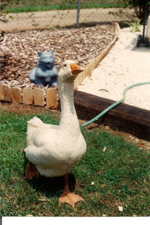 SEYMOUR my pet goose