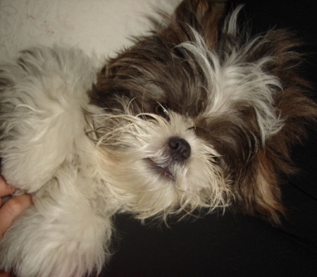 oliver before his hair cut 8-19-2008 031