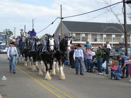 Clydesdales