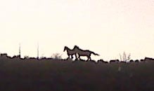 Wild Mustangs from the V&T Railroad.