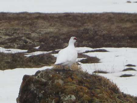 Ptarmigan, winter feathers