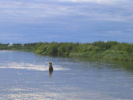 Bear in Creek.