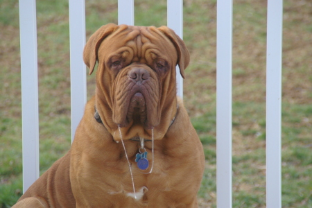 Zidane our dog (Dogue De