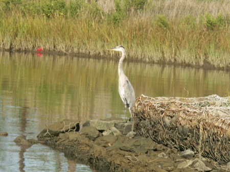 Here is Heron Again with his neck up!