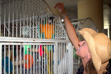 Teasing the Parrot in Puerto Rico