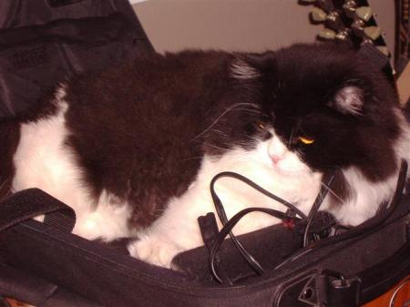 Reggie in the computer bag