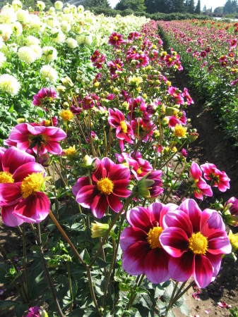 Swan Island Dahlia Farm, Canby OR