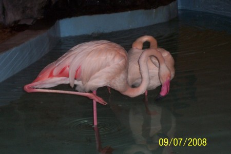Flamingo's at Gulf World