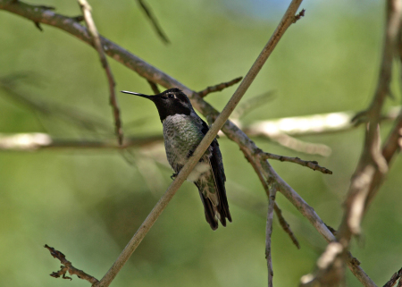 Hummingbird