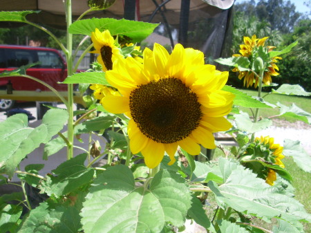 Florida sunflowers I grew