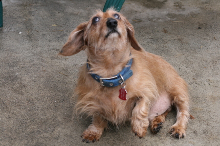 My baby. Studley the wirehaired Wieny dog