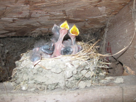 Barn Swallows