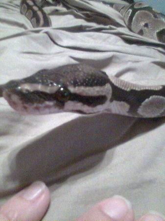 Profile of "Lucille" Ball Python