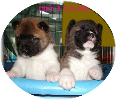 2  Akita puppies at 4.5 weeks old