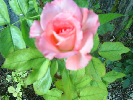 one of my roses