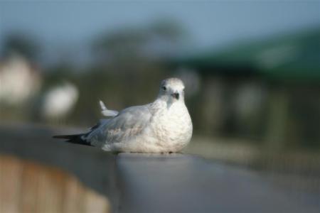 Bird at Halifax River
