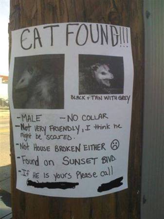 Lost cat?