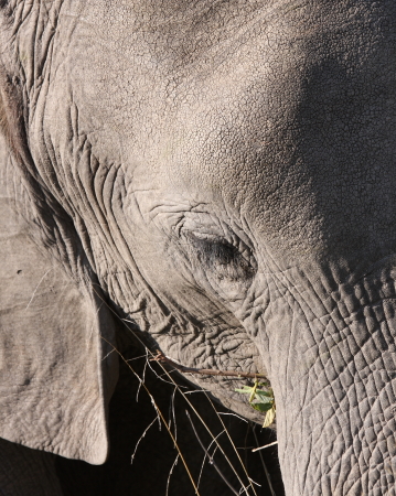 Elephant in the Savuti camp