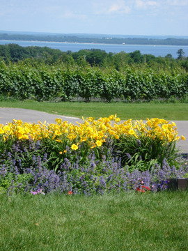 Flowers, Grapes and Bay