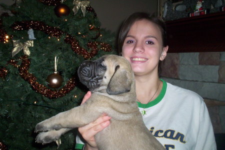 Mastiff puppy