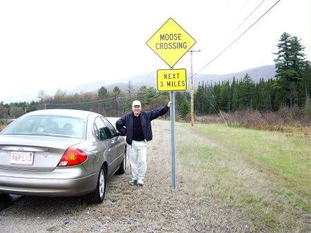 Moose Crossing