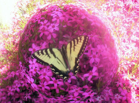 Butterfly in My Garden