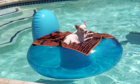 Charlie basking in the SoCal sun