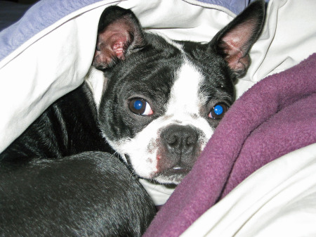 My Boston Terrier - Roxy