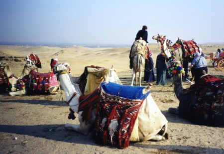 Riding Camels in Egypt 