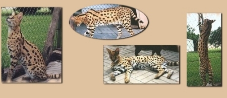 Servals