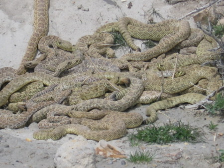 California Green Rattlesnake