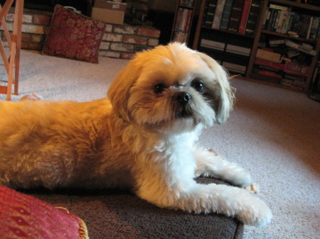 Mugsy; Shih Tzu on the prowl