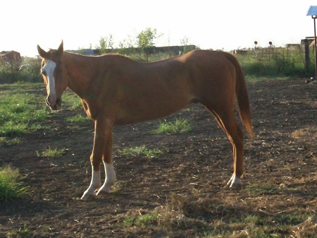 Sunrise on the horses