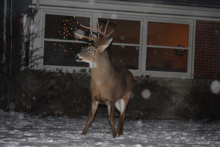 Michael Cassini's album, Deer in the 'hood