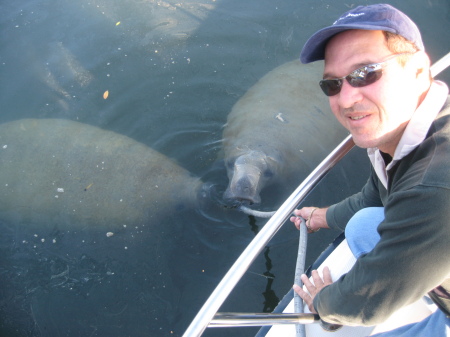 Key's Manatees